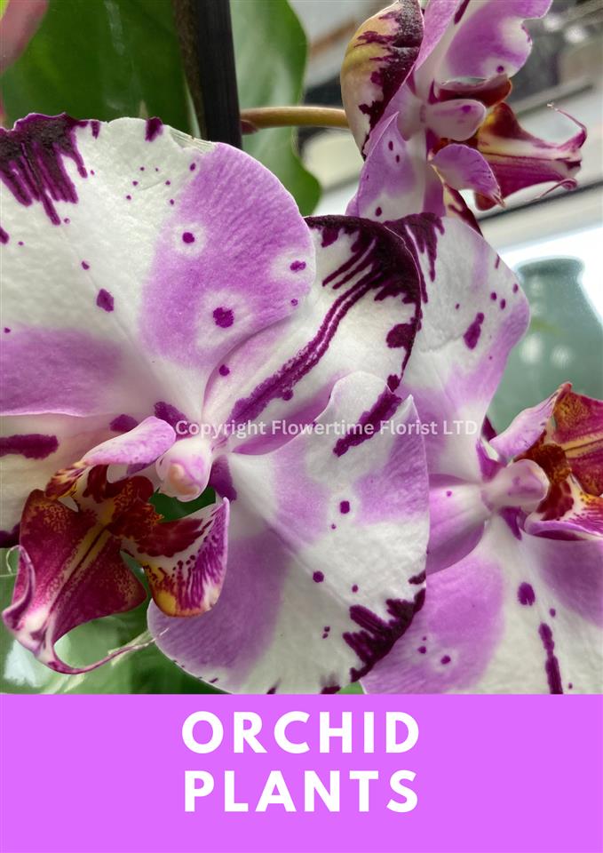 Orchids plants delivered in Cornwall.